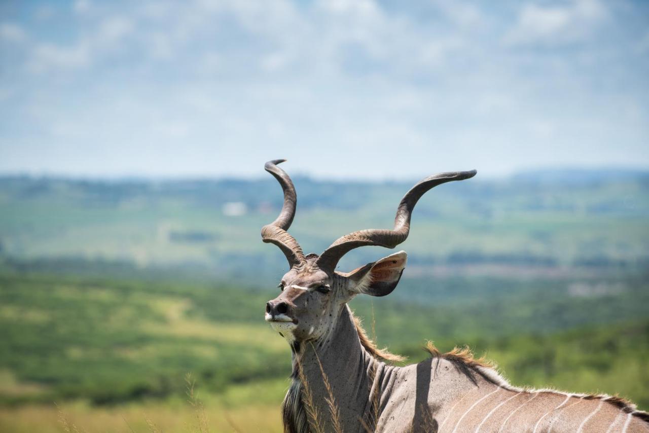Tala Collection Game Reserve Silverton Bagian luar foto