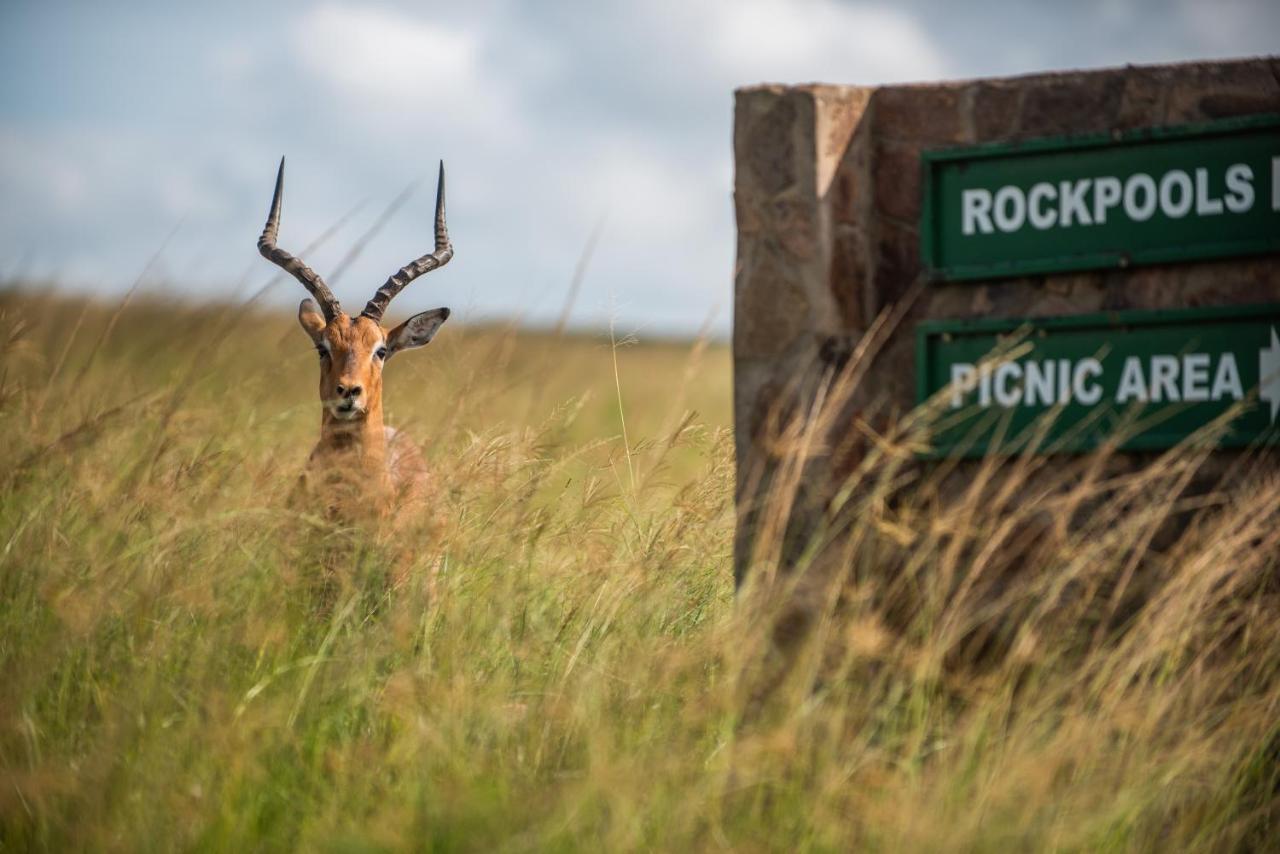 Tala Collection Game Reserve Silverton Bagian luar foto