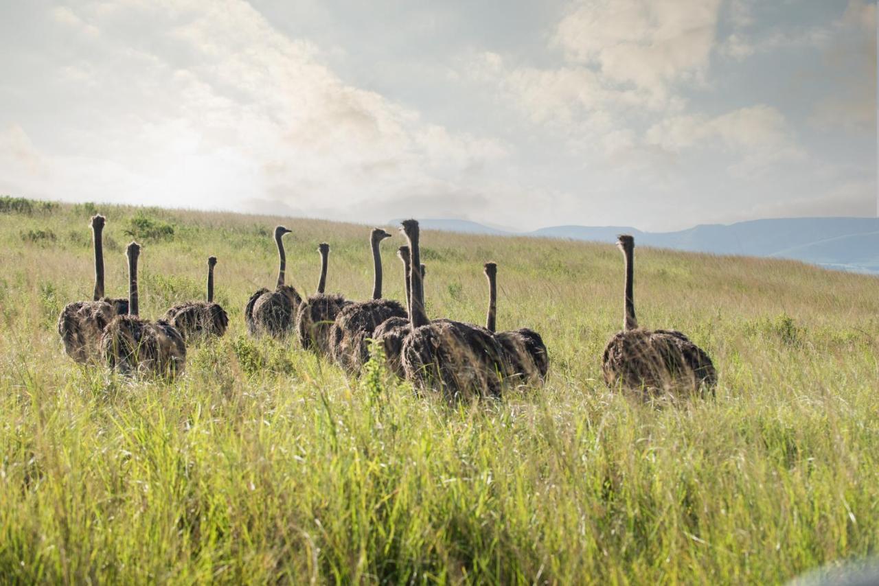 Tala Collection Game Reserve Silverton Bagian luar foto